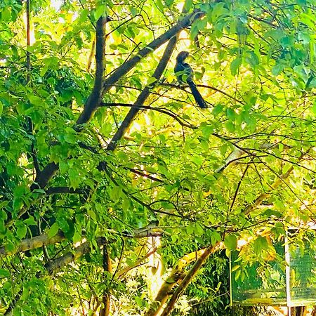 Gamagedara Resort Dambulla Esterno foto
