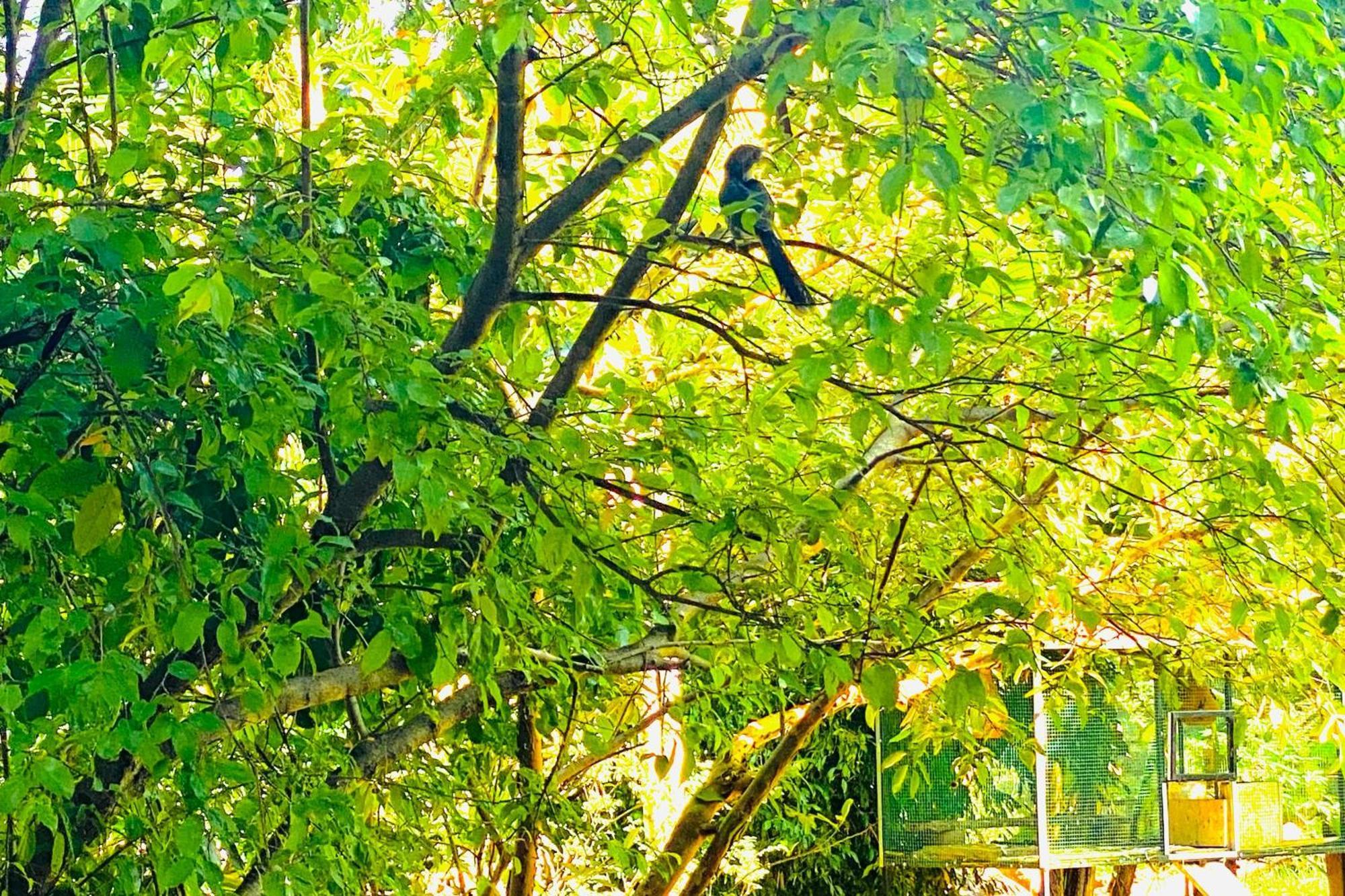 Gamagedara Resort Dambulla Esterno foto